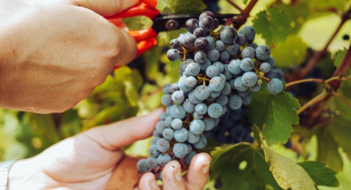 A NAV-Mobilban már nyomon követhetők az egyszerűsített foglalkoztatás adatai